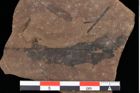 Foto (Detailansicht) von Pinus palaeostrobus Ettingshausen (NHMW-GEO-2024-0188-0200)